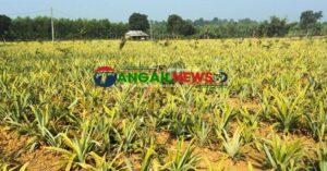 মধুপুর শালবন আনারস ও কলা চাষে উজাড় ॥ অস্তিত্ব রক্ষার ডাক