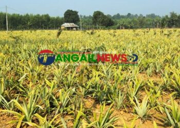 মধুপুর শালবন আনারস ও কলা চাষে উজাড় ॥ অস্তিত্ব রক্ষার ডাক