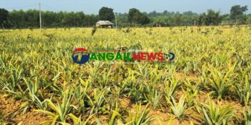 মধুপুর শালবন আনারস ও কলা চাষে উজাড় ॥ অস্তিত্ব রক্ষার ডাক