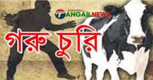মির্জাপুরের বাঁশতৈলে এক রাতে ৬টি গরু চুরি
