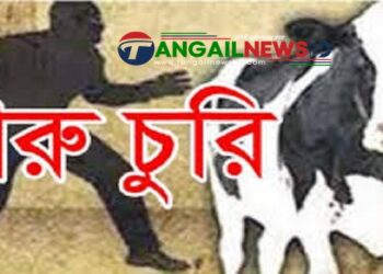 মির্জাপুরের বাঁশতৈলে এক রাতে ৬টি গরু চুরি