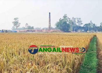 ঘাটাইলের সিংগুড়িয়ায় ইটভাটার বিষাক্ত ধোঁয়ায় জমির ধান পুড়ে অর্ধ কোটি টাকার ক্ষয়ক্ষতি