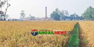 ঘাটাইলের সিংগুড়িয়ায় ইটভাটার বিষাক্ত ধোঁয়ায় জমির ধান পুড়ে অর্ধ কোটি টাকার ক্ষয়ক্ষতি
