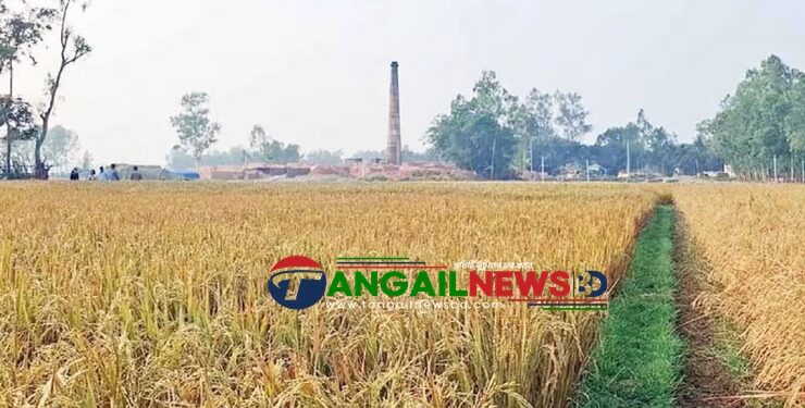 ঘাটাইলের সিংগুড়িয়ায় ইটভাটার বিষাক্ত ধোঁয়ায় জমির ধান পুড়ে অর্ধ কোটি টাকার ক্ষয়ক্ষতি