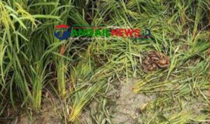 ভূঞাপুরে মানসিক ভারসাম্যহীন তরুণীকে দলবদ্ধ ধ*র্ষ*ণ