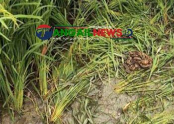 ভূঞাপুরে মানসিক ভারসাম্যহীন তরুণীকে দলবদ্ধ ধর্ষণ