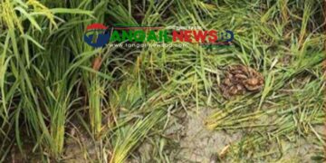 ভূঞাপুরে মানসিক ভারসাম্যহীন তরুণীকে দলবদ্ধ ধর্ষণ