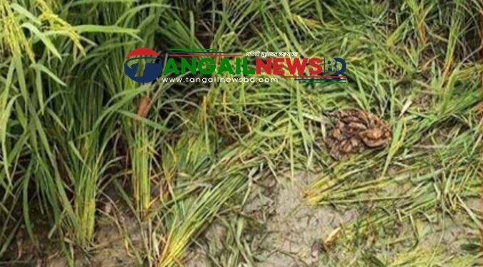 ভূঞাপুরে মানসিক ভারসাম্যহীন তরুণীকে দলবদ্ধ ধর্ষণ