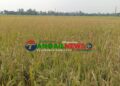 মির্জাপুরে ইটভাটার বিষাক্ত ধোঁয়ায় পাঁচ শতাধিক একর জমির ধান পুড়ে ছাই