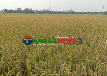 মির্জাপুরে ইটভাটার বিষাক্ত ধোঁয়ায় পাঁচ শতাধিক একর জমির ধান পুড়ে ছাই
