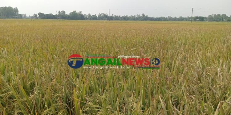 মির্জাপুরে ইটভাটার বিষাক্ত ধোঁয়ায় পাঁচ শতাধিক একর জমির ধান পুড়ে ছাই