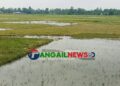 মধুপুরে হাওদা বিলে চোখের সামনেই তলিয়ে যায় কৃষকের পাকা ধান