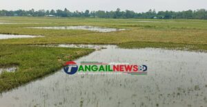 মধুপুরে হাওদা বিলে চোখের সামনেই তলিয়ে যায় কৃষকের পাকা ধান