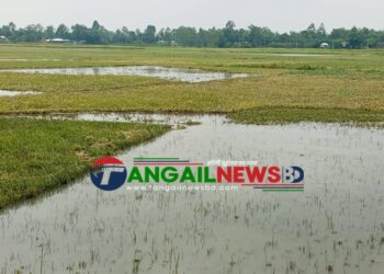 মধুপুরে হাওদা বিলে চোখের সামনেই তলিয়ে যায় কৃষকের পাকা ধান