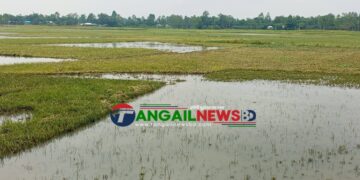 মধুপুরে হাওদা বিলে চোখের সামনেই তলিয়ে যায় কৃষকের পাকা ধান