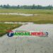 মধুপুরে হাওদা বিলে চোখের সামনেই তলিয়ে যায় কৃষকের পাকা ধান