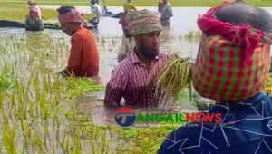 বৈরী আবহাওয়া ও শ্রমিক সংকটে মধুপুরে বোরো চাষিরা