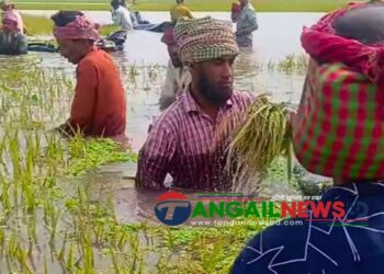 বৈরী আবহাওয়া ও শ্রমিক সংকটে মধুপুরে বোরো চাষিরা