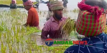 বৈরী আবহাওয়া ও শ্রমিক সংকটে মধুপুরে বোরো চাষিরা