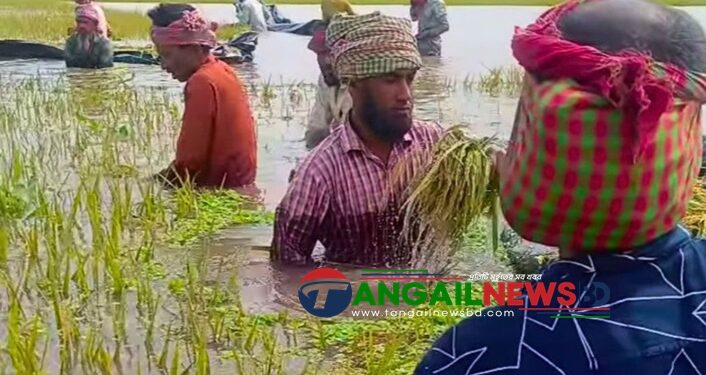 বৈরী আবহাওয়া ও শ্রমিক সংকটে মধুপুরে বোরো চাষিরা