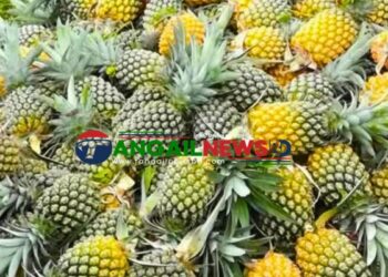 মধুপুরের আনারস প্রক্রিয়াজাতকরণের অভাবে নষ্ট হচ্ছে