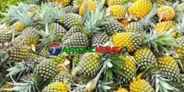 মধুপুরের আনারস প্রক্রিয়াজাতকরণের অভাবে নষ্ট হচ্ছে