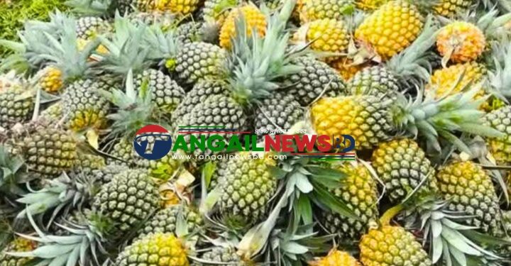 মধুপুরের আনারস প্রক্রিয়াজাতকরণের অভাবে নষ্ট হচ্ছে