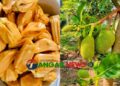 ধনবাড়ীতে বারোমাসি আঠাবিহীন কাঁঠালে কৃষিতে নতুন সম্ভাবনা