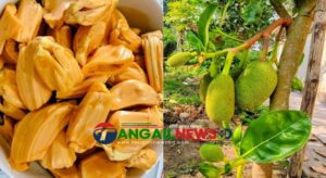 ধনবাড়ীতে বারোমাসি আঠাবিহীন কাঁঠালে কৃষিতে নতুন সম্ভাবনা