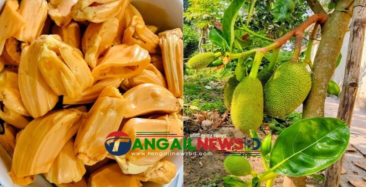 ধনবাড়ীতে বারোমাসি আঠাবিহীন কাঁঠালে কৃষিতে নতুন সম্ভাবনা