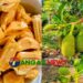 ধনবাড়ীতে বারোমাসি আঠাবিহীন কাঁঠালে কৃষিতে নতুন সম্ভাবনা