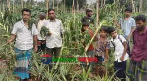 মধুপুর গড়ে কৃষকের পেঁপে ও কলা গাছ কেটেছে দুর্বৃত্তরা