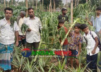 মধুপুর গড়ে কৃষকের পেঁপে ও কলা গাছ কেটেছে দুর্বৃত্তরা