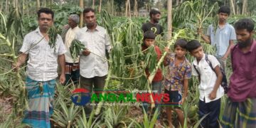 মধুপুর গড়ে কৃষকের পেঁপে ও কলা গাছ কেটেছে দুর্বৃত্তরা