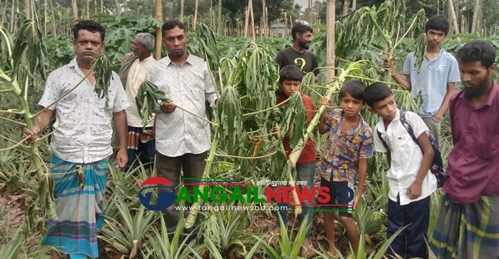 মধুপুর গড়ে কৃষকের পেঁপে ও কলা গাছ কেটেছে দুর্বৃত্তরা