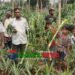 মধুপুর গড়ে কৃষকের পেঁপে ও কলা গাছ কেটেছে দুর্বৃত্তরা