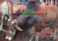 গড়াশিনে তিন দিনব্যাপী গরু-ছাগলের হাট