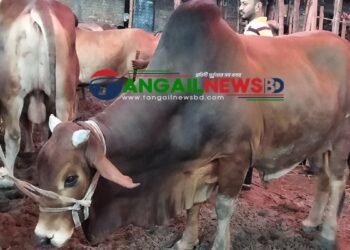 গড়াশিনে তিন দিনব্যাপী গরু-ছাগলের হাট