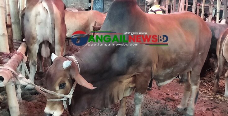 গড়াশিনে তিন দিনব্যাপী গরু-ছাগলের হাট