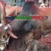 গড়াশিনে তিন দিনব্যাপী গরু-ছাগলের হাট