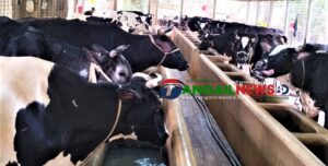 টাঙ্গাইলে কোরবানির উদ্বৃত্ত ৪০ হাজার পশুর শঙ্কায় ২৬ হাজার খামারি