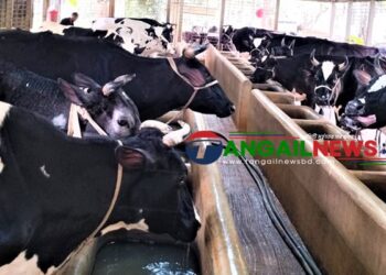 টাঙ্গাইলে কোরবানির উদ্বৃত্ত ৪০ হাজার পশুর শঙ্কায় ২৬ হাজার খামারি