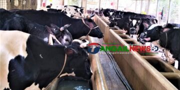 টাঙ্গাইলে কোরবানির উদ্বৃত্ত ৪০ হাজার পশুর শঙ্কায় ২৬ হাজার খামারি