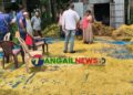 দেলদুয়ারের বিষ্ণুপুরে পাঁকা ধান কেটে নিল দুস্কৃতিকারীরা