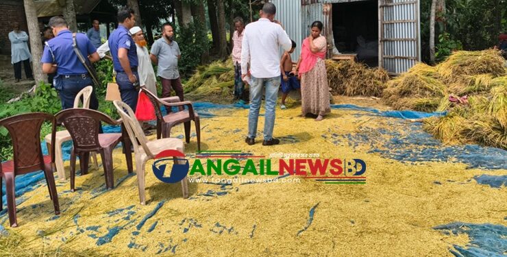 দেলদুয়ারের বিষ্ণুপুরে পাঁকা ধান কেটে নিল দুস্কৃতিকারীরা