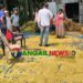 দেলদুয়ারের বিষ্ণুপুরে পাঁকা ধান কেটে নিল দুস্কৃতিকারীরা
