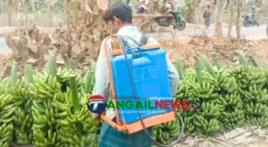 মধুপুরে বড় ও চকচকে করতে কলায় কেমিক্যালের মহোৎসব