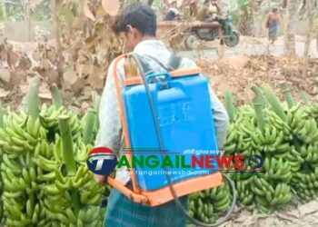 মধুপুরে বড় ও চকচকে করতে কলায় কেমিক্যালের মহোৎসব