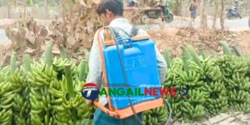 মধুপুরে বড় ও চকচকে করতে কলায় কেমিক্যালের মহোৎসব