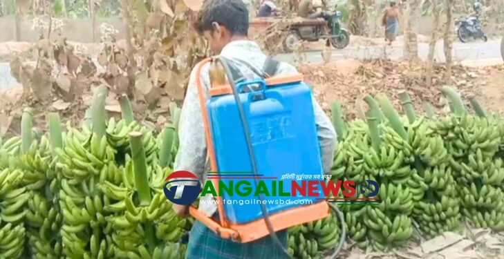 মধুপুরে বড় ও চকচকে করতে কলায় কেমিক্যালের মহোৎসব